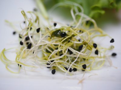 alfalfa-sprouts-